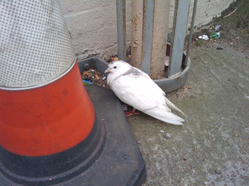 pigeon with no tail feathers.