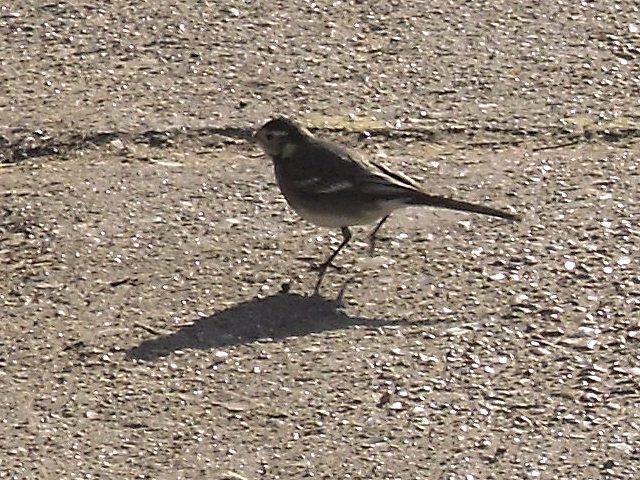 I think it's a wagtail