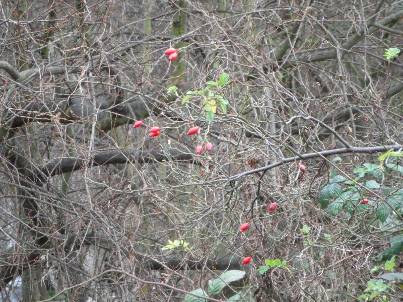 bright red rose hips almost glowing on a cold grey day at the end of January