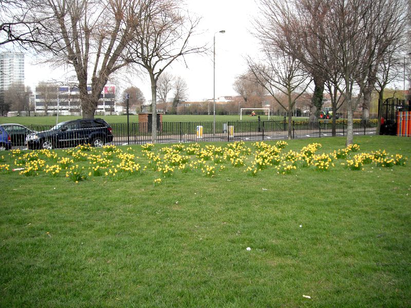 Daffodils in St Georges Park, Earlsfield