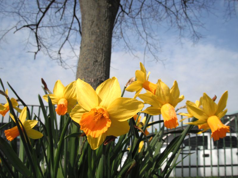 close up on daffodils