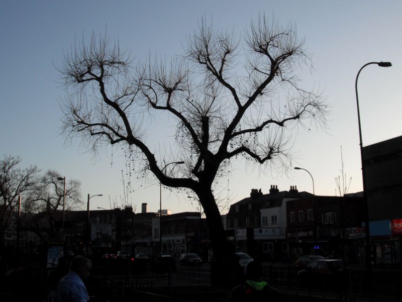 tree and evening sky in Catford