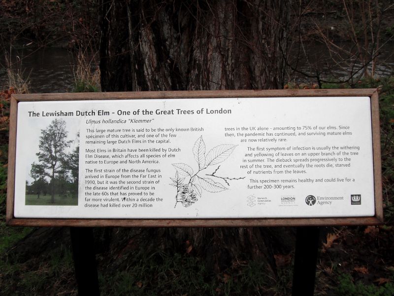 The Great Lewisham Elm tree