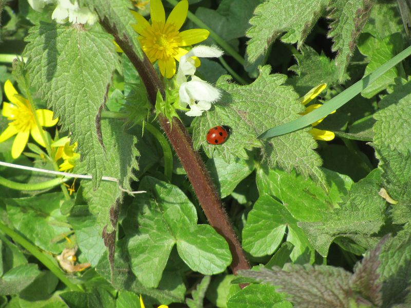 an English ladybird
