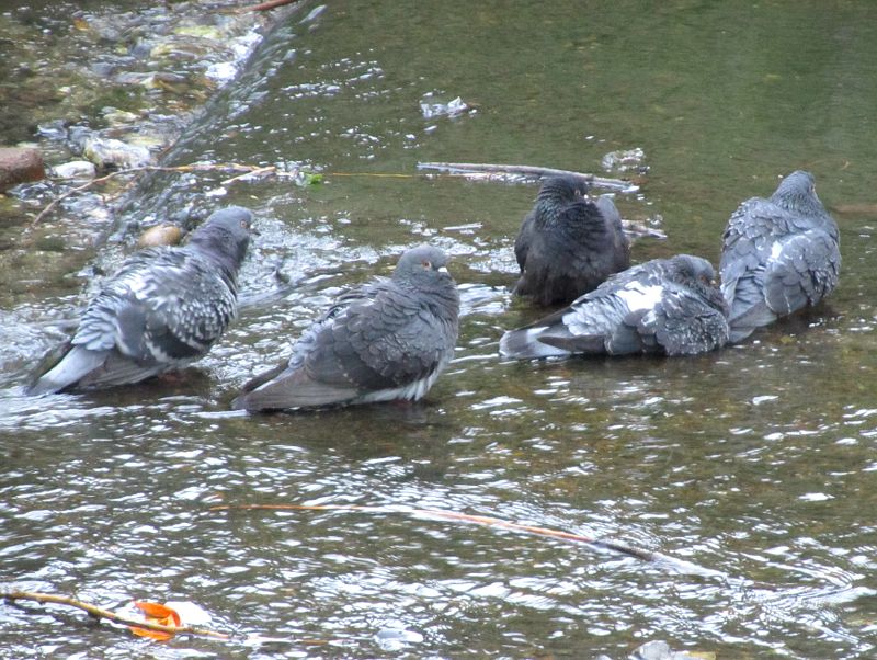 pigeons in the river