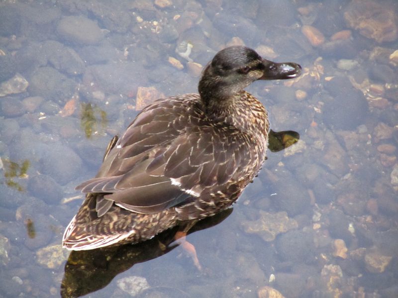 duck on the river