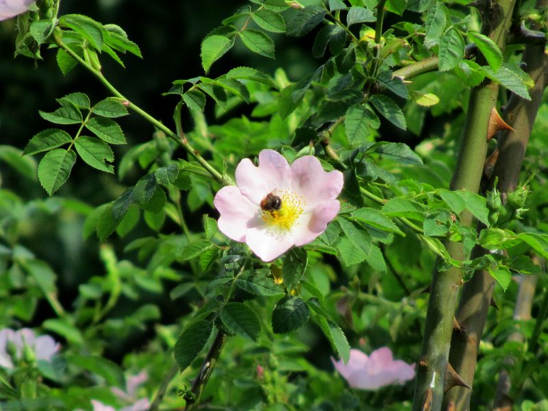 bee in wild rose flower