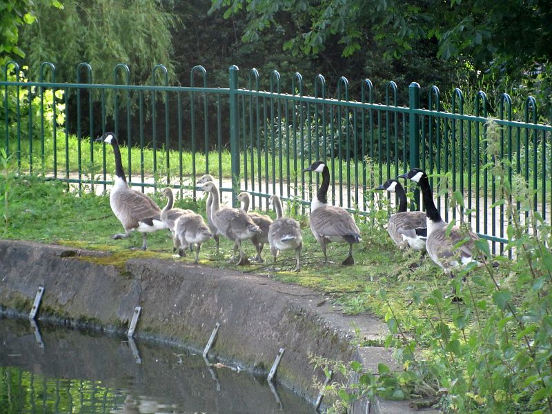 goslings by the lake at Crystal Palace