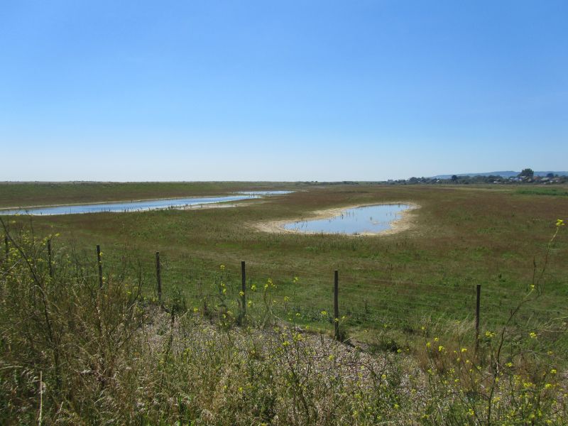 slowly drying ponds on the salt flats around Winchelsea and Rye