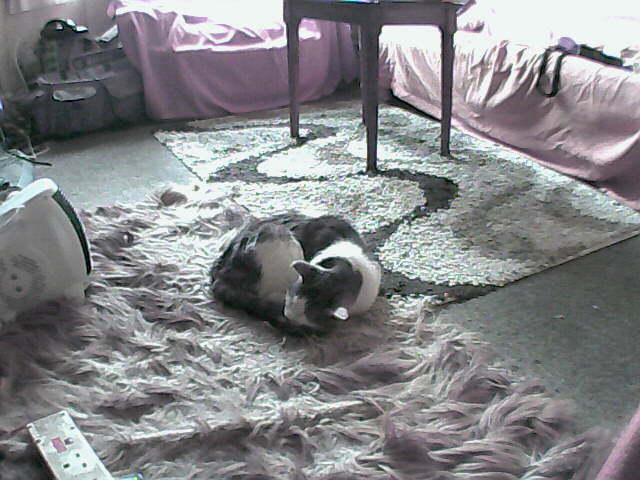 picture from catcam