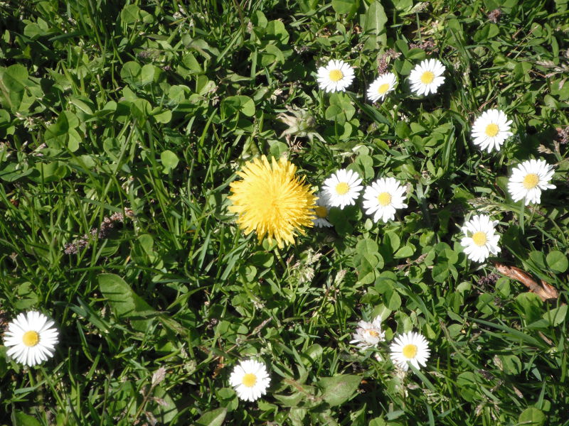 dandelions and buttercups