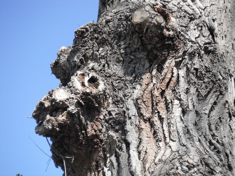 face on a tree