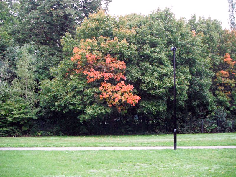 flame coloured leaves on a tree at the start of autumn