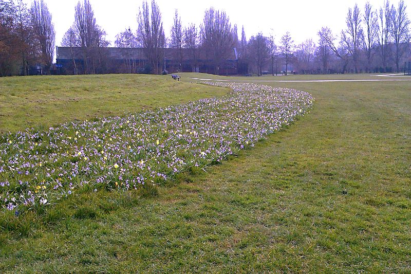 spring flowers in St Georges Park, Earlsfield