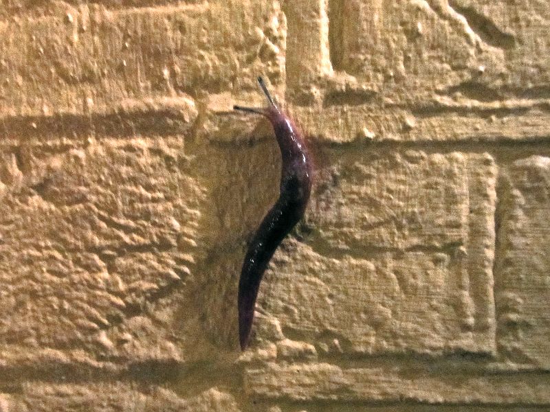 slug on the wall of The Hob in Forest Hill