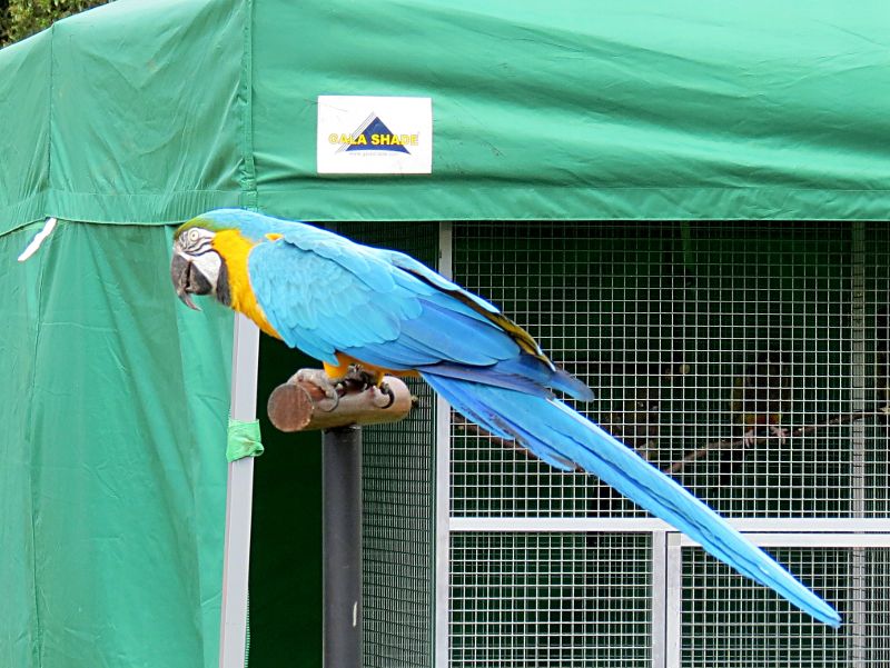 big blue parrot