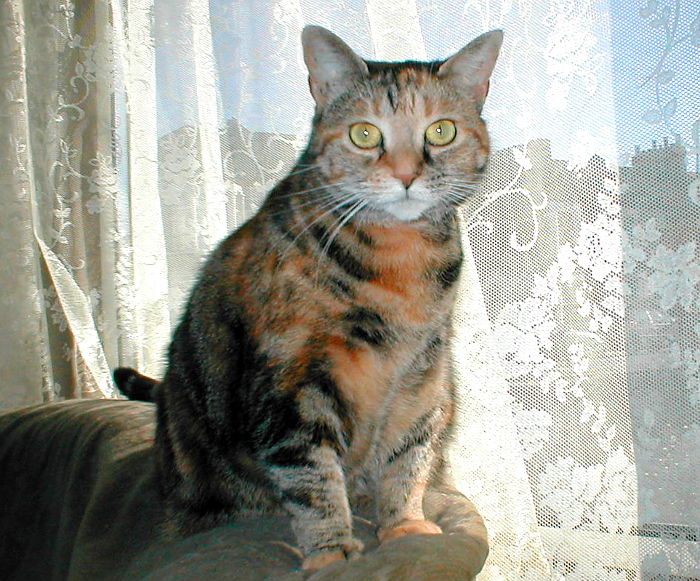 Nelly in February 2002
