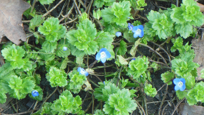 little blue flowers