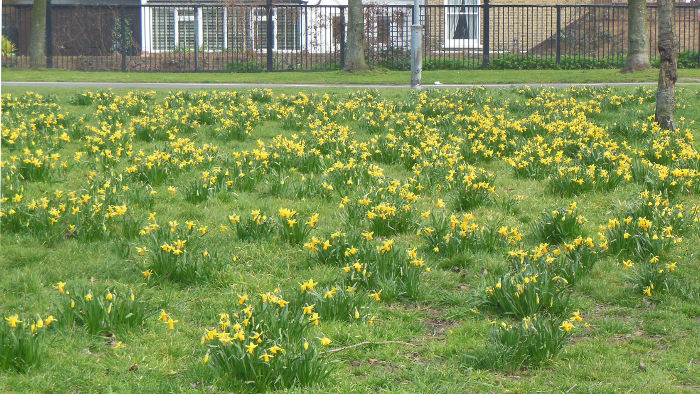 a golden host of daffodils