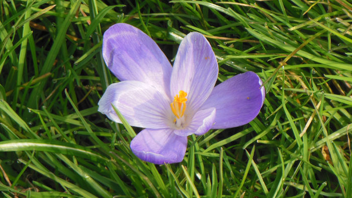 crocus flower