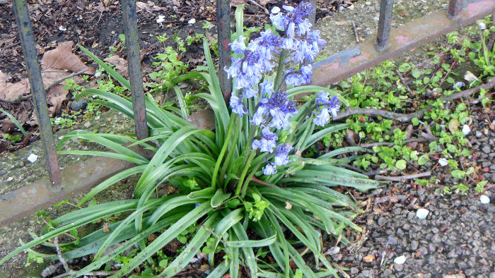 bluebells growing by
                          the railings