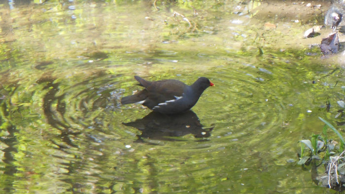 duck and it's reflection