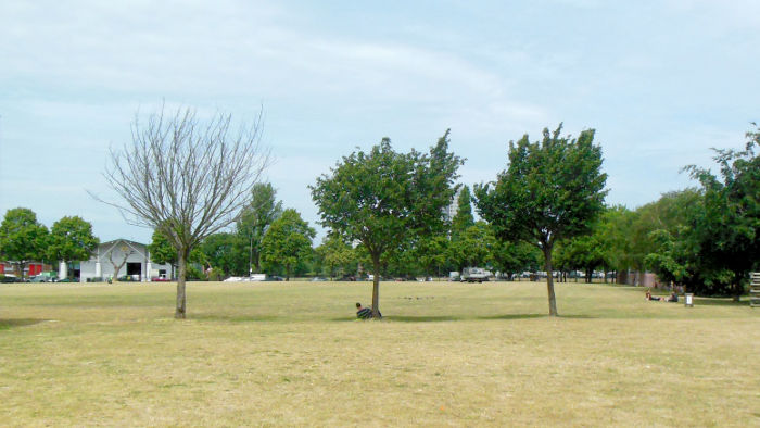 Three trees