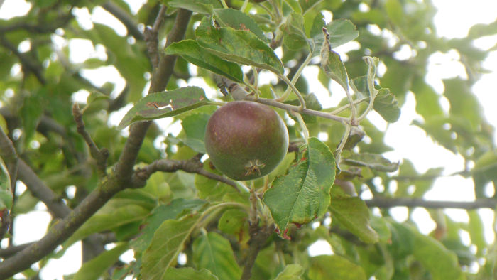 nasty hard and bitter apple