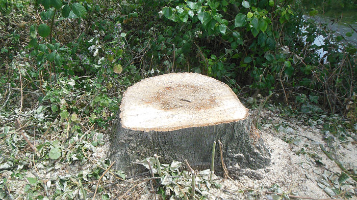 stump of a recently cut tree
