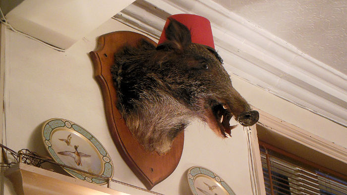 boars head with terrifying
                  teeth !