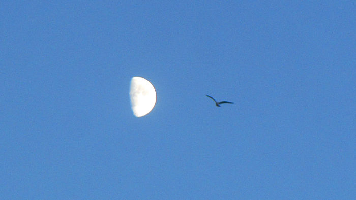 half a moon and a
                          bird in the post sunset sky