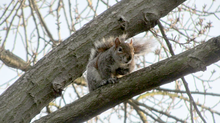 noisy squirrel