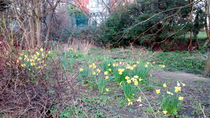 daffodils in bloom