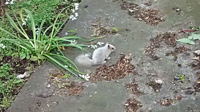 baby squirrel