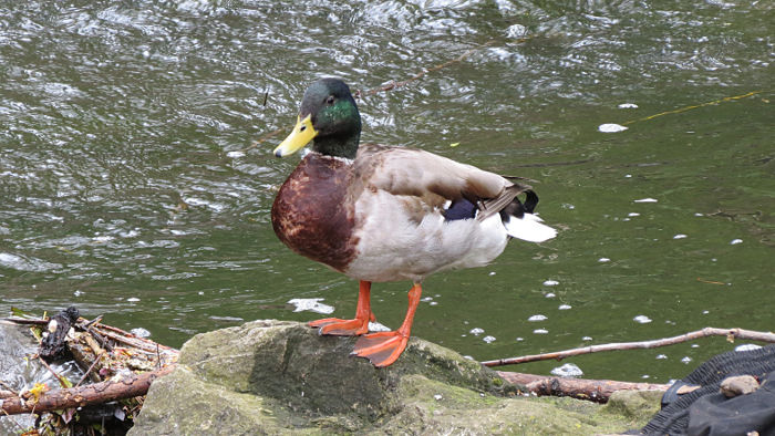 pictures of ducks
                            are always good :-)