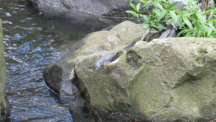 wagtail