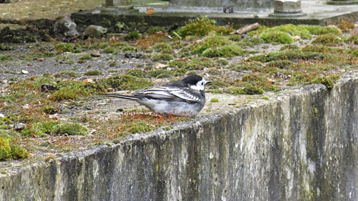 another wagtail