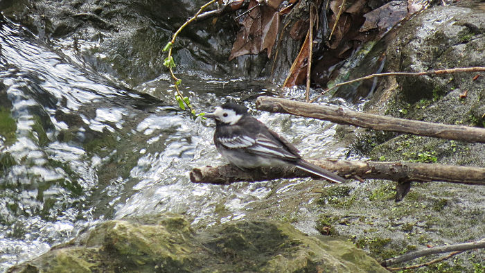 bird on a twig