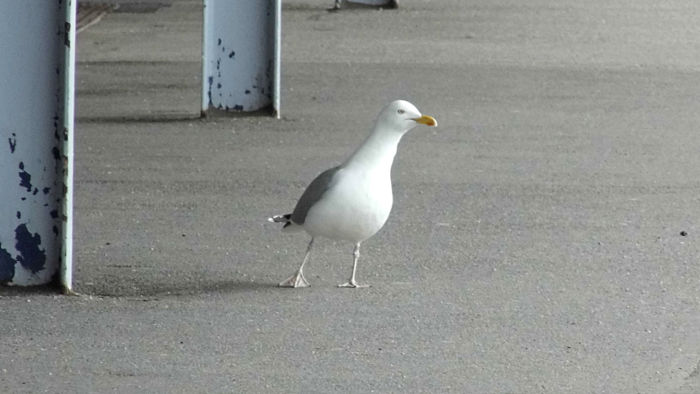 seagull