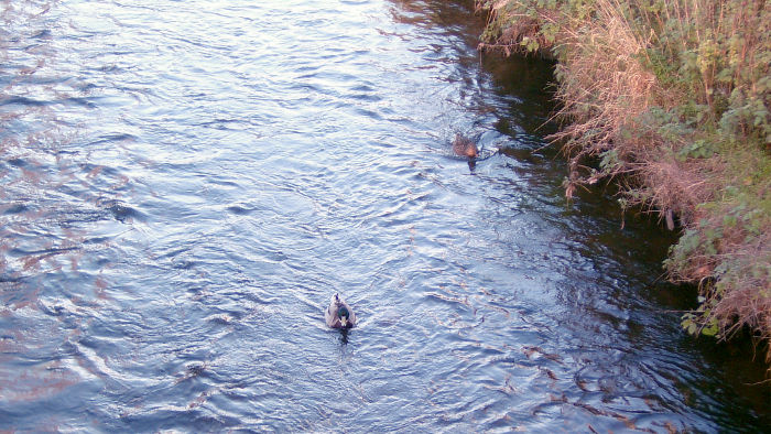 ducks on the River
                          Wandle