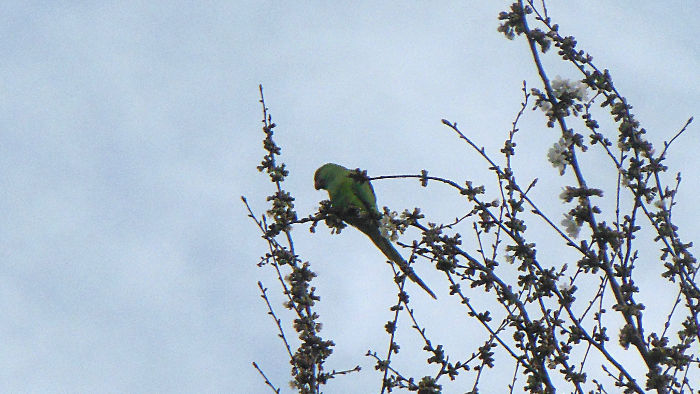 parakeet high in a
                            tree