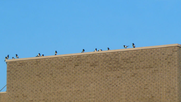 13 magpies on one
                          roof !