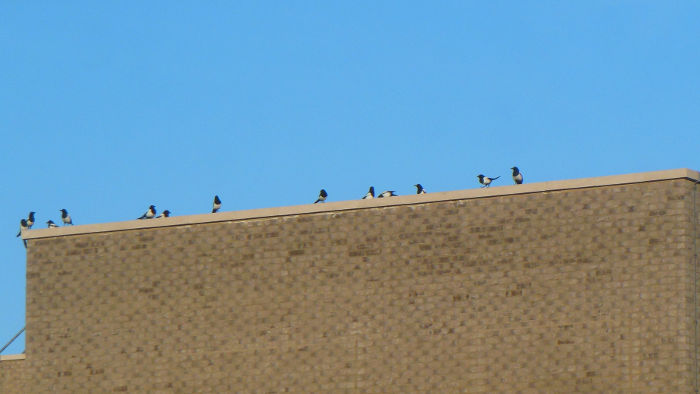 13 magpies on one
                          roof !