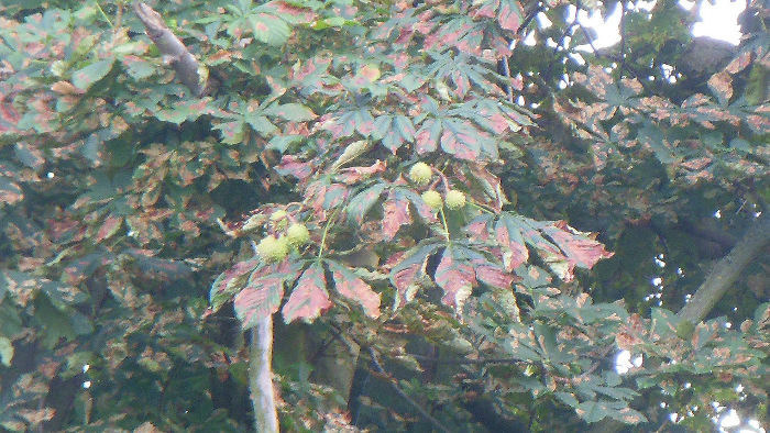 surely it is too
                          early in the year for brown leaves and conkers
                          ?