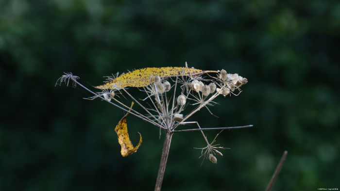 leaf caught on a
                      crumbling seed head