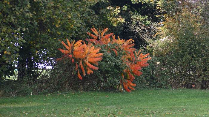 some sort of shrub
                      displaying brilliant autumn colours