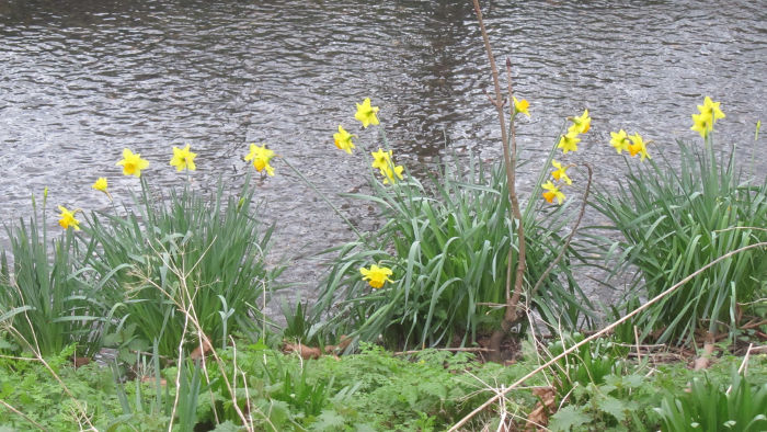 Daffodils in bloom
                            at the beginning of February