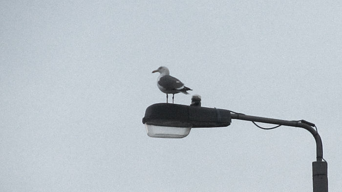 seagull on a
                              lamp post