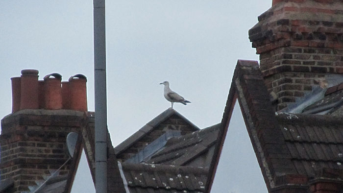 seagull on a roof