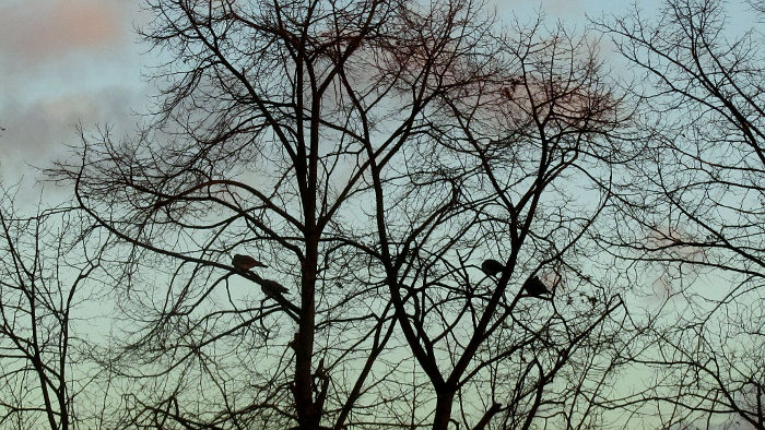 pigeons shivering in a tree
                  just before sunset